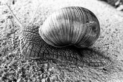 Big garden snail in shell crawling on wet road hurry home Product Image 6