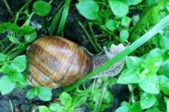 Big garden snail in shell crawling on wet road hurry home Product Image 10