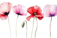Poppy with White Background Wallpaper Product Image 1