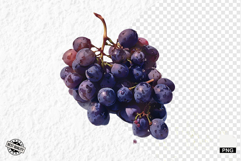 Summer Grapes Vine Clipart Product Image 1