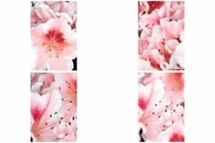 40 Pink Flower Blossom Photographs Close Up Product Image 10