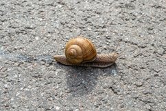 Big garden snail in shell crawling on wet road hurry home Product Image 26