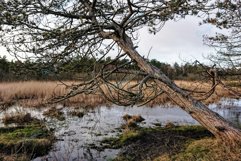 Wooden Tree On The Lake Product Image 1