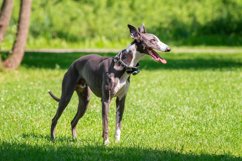 Dog breed hound Product Image 1