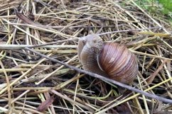 Big garden snail in shell crawling on wet road hurry home Product Image 18