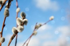 Spring willow against the blue sky and bokeh Product Image 1