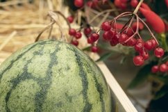 harvest of watermelons in a wooden box in the garden Product Image 1