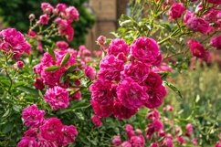 Blooming roses in an old English park Product Image 1