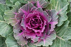 Purple ornamental kale top view Product Image 1