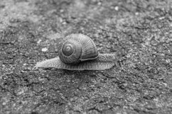 Big garden snail in shell crawling on wet road hurry home Product Image 23