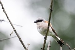 red-backed shrike Lanius Collurio. Product Image 1