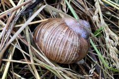 Big garden snail in shell crawling on wet road hurry home Product Image 9