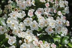24x Beautiful backgrounds of flowering trees Product Image 20