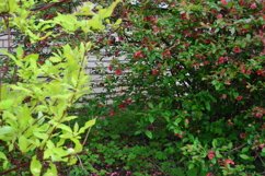 blooming flowers in the garden Product Image 1