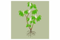 Guarana Paullinia cupana shrubs with flowers and roots. Product Image 1