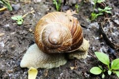 Big garden snail in shell crawling on wet road hurry home Product Image 15