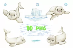 Watercolor Beluga Whales Clipart, PNG digital files on trans Product Image 1