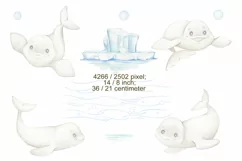 Watercolor Beluga Whales Clipart, PNG digital files on trans Product Image 3