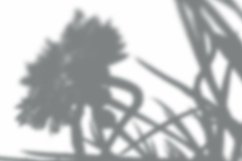 Leaves Shadow Overlay Effect Mockup Product Image 2