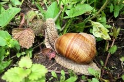 Big garden snail in shell crawling on wet road hurry home Product Image 29