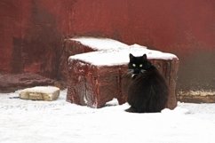 Black fluffy cat . Product Image 1
