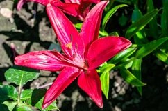 Fine wild growing flower on background meadow Product Image 1