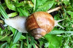 Big garden snail in shell crawling on wet road hurry home Product Image 4