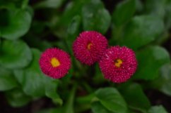 blooming flowers in the garden Product Image 1