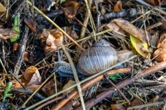 Big garden snail in shell crawling on wet road hurry home Product Image 12