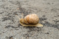 Big garden snail in shell crawling on wet road hurry home Product Image 7