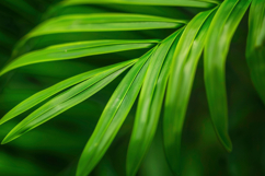 Palm Branch Background Wallpaper Product Image 1