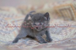 Stock Photo - Little kittens at home on a plaid. Product Image 1