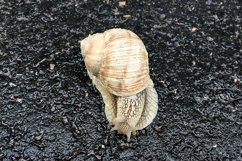 Big garden snail in shell crawling on wet road hurry home Product Image 30