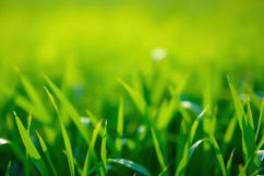 Green Grass Background Product Image 1