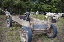 Sheeps and goats in the nature Product Image 1