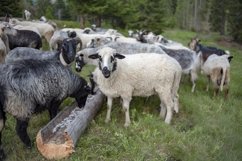 Sheeps and goats in the nature Product Image 1