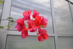 blooming flowers in the garden Product Image 1