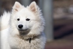 Samoyed dog in the Park Product Image 1