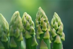 Slender Asparagus closeup green. Generate Ai Product Image 1