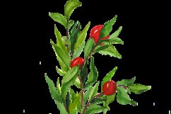 Watercolor Physalis Clip Art Product Image 3