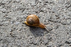 Big garden snail in shell crawling on wet road hurry home Product Image 18