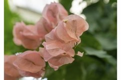 Pink bougainvillea flowers Product Image 1