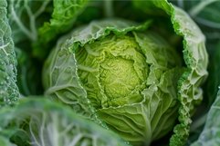Macro shot of a green cabbage with morning dew on its leaves Product Image 1