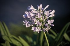 the agapanthus Africanus flower Product Image 1