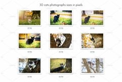 Adorable Cats 30 Stock Photos Bundle Product Image 5