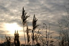 Set of 4 photos. Golden reeds sway in the wind against sunse Product Image 4