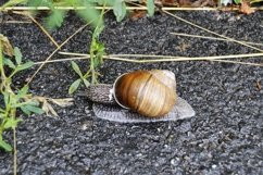 Big garden snail in shell crawling on wet road hurry home Product Image 20
