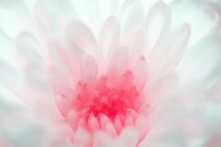 Chrysanthemum Flower Petals Close Up Background Photograph Product Image 1