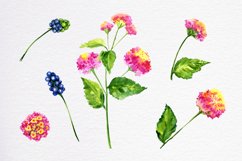 Watercolor flowers Lantana clipart. Pink blooming. Spring Product Image 2