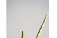 Aloe Vera Succulent Plant Stock Photos / Tropical Product Image 3